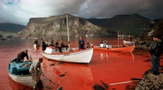 More opäť očervenie. Japonci vyrazili na lov veľrýb