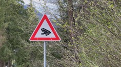 Cesta pri Ružomberku sa zmenila na pohrebisko. Jarná migrácia žiab sa skončila tragicky