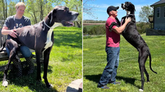 Nedávno sa zapísal do Guinnessovej knihy rekordov. Zomrel najvyšší pes na svete Kevin