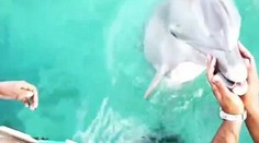 Úžasné video. Žene spadol mobil do vody, priniesol jej ho delfín