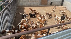 Slovensko patrí medzi najväčších vývozcov v Európe: Tisíce šteniat sú obeťou krutého biznisu. Štát vyhlásil boj psej mafii