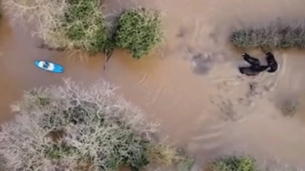 Muž na paddleboarde zachránil štyri kone pred utopením. Všetko zachytil dron