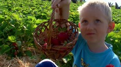 V Dvoroch nad Žitavou sa začal samozber. Na lacné jahody sa vrhli stovky ľudí