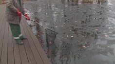 V Košickom mestskom parku sa šíri hnilobný zápach, vraj za to môžu akvaristi