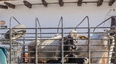 Susedia sa sťažovali na silný zápach a hluk. Muž v Číne choval na balkóne 7 kráv