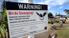 Nečakaný problém na majstrovstvách sveta v Austrálii, agresívne vtáky útočia na súťažiacich