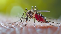 Nebezpečného komára, ktorý prenáša množstvo vírusov, videli v ďalšom slovenskom meste