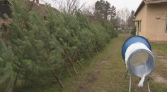 Borovice, jedle, smreky. Štátne lesy už začali predávať vianočné stromčeky. Pozrite sa, ako to funguje
