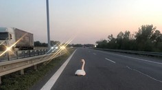 Labuť si vykračovala po D1 smerom od Ilavy do Bratislavy, prišli si pre ňu ochranári