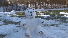 Na Spiši nemajú strážneho psa, ale medveďa