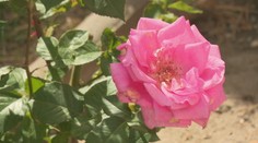 Patrí medzi posledných pestovateľov ruží na Slovensku. Vášeň pre kvety zdedil aj jeho syn