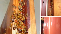 Sú hladné a útočia aj na ľudí. Ako sa zbavíte otravných lienok?