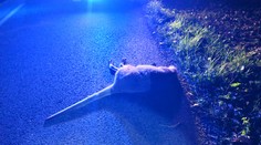 Prežila zimu aj nástrahy predátorov. Kengure z Liptova sa stala osudným zrážka s autom