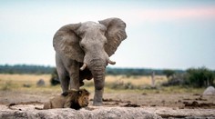Pytliak chcel zabiť nosorožca. Udupal ho slon a následne ho zožrali levy