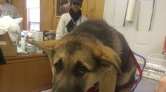 Len nie k veterinárovi! Rozkošné snímky zvierat, ktoré pred doktorom „pustili do gatí“