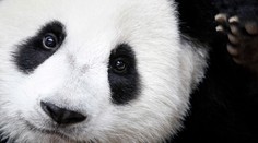 Panda veľká už nie je ohrozený druh