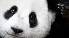 Panda veľká už nie je ohrozený druh