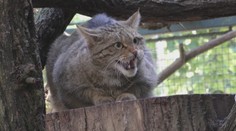 Stretnúť mačku divú v prírode je takmer nemožné. Bojnická zoo má plán, ako to zmeniť