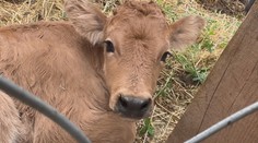 Na Slovensku sa po 600 rokoch narodilo mláďa dávno vyhynutého tvora. Posledného sa zmocnil ešte Matúš Čák Trenčiansky