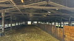 Po likvidácii kráv zavládlo na farmách ťaživé ticho. Obnova chovov potrvá roky