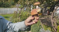 Ukážeme vám huby zo slovenských lesov, ktoré patria medzi kuriózne a vzácne