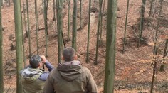 Ochranári hľadali medvedicu, ktorá zranila lesníka. Už vedia, prečo zaútočila