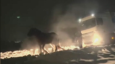 VIDEO: Dva kone na Spiši sa stali hrdinami. Tomu, čo sa im podarilo, nechceli veriť ani ich majitelia