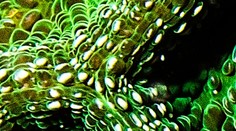 Zábery ako z iného sveta. Viete, čo je na obrázku?