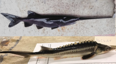 Vedci omylom skrížili dva druhy najohrozenejších sladkovodných rýb. Tu je výsledok