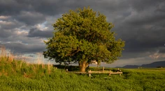 Slovensko zabodovalo v Európe. Unikátny strom získal prestížne druhé miesto