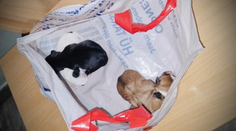 Niekoľkodňové šteniatka niekto nechal v igelitke napospas osudu. Zachránil ich náhodný okoloidúci