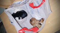 Niekoľkodňové šteniatka niekto nechal v igelitke napospas osudu. Zachránil ich náhodný okoloidúci