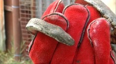 Pivnica domu seniorov v Tornali bola plná hadov