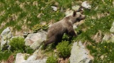 Ďalší útok medveďa. Muž, ktorý šelmu pozoroval, si okrem hororového zážitku zarobil aj na problém