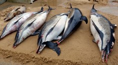 Na francúzskom atlantickom pobreží vyplavilo množstvo mŕtvych delfínov