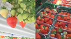 Slováci sa dočkali prvého zberu jahôd. Na farme chcú oberať až do Mikuláša