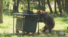 V Sučanoch a Turci sa ľudia báli hladného a agresívneho medveďa, zásahový tím ho utratil