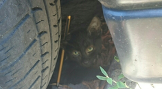 V Šamoríne vyčíňa psychopat. Brutálne týra a zabíja mačky