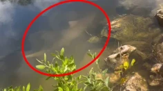 VIDEO: Nezvyčajný následok hurikánu. Uprostred mesta na Floride žije žralok, ktorého priniesli záplavy