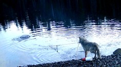 VIDEO: Poškodené pasce boli dlho záhadou. Vlci v Kanade prekvapili vedcov svojimi schopnosťami