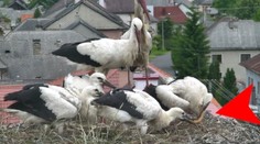 Surová bitka tam, kde by ste ju nečakali