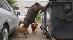 Diviaky, ktoré stratili plachosť v uliciach Bratislavy, budú vo veľkom loviť