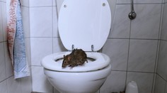 Británia v pozore: Premnožili sa „záchodové potkany". Potrubím vylezú až do kúpeľne