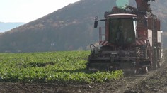 Dobré správy pred Vianocami. Cena jednej potraviny poteší Slovákov