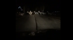 Vodič na Liptove sa nestíhal čudovať: Stádo nemalo konca kraja