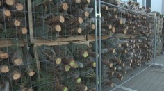 Kedy je najvhodnejší čas kúpiť živý vianočný stromček? Odpoveď vás zrejme prekvapí