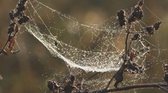 Tohtoročné babie leto je rajom pre pavúky. Viete, prečo sa toto obdobie tak volá?