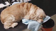 Niekto vraj úmyslne zabíja psy: V Prievidzi prišla o svojho miláčika aj Veronika