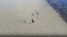 VIDEO: Nezvyčajný stret človeka so žralokom. Skupinka pomohla predátorovi, ktorý uviazol na plytčine