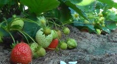 Pod Tatrami sa nestačia čudovať. Zarodili tam jahody